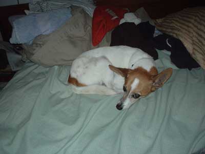 toby