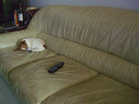 Toby