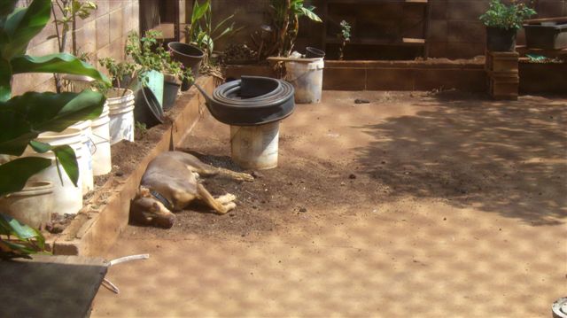 Bad Dog.